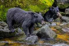 Black Bears Catching Pink Salmon, Anan Wildlife Observatory Site, Tongass National Forest, Wrangell, Alaska